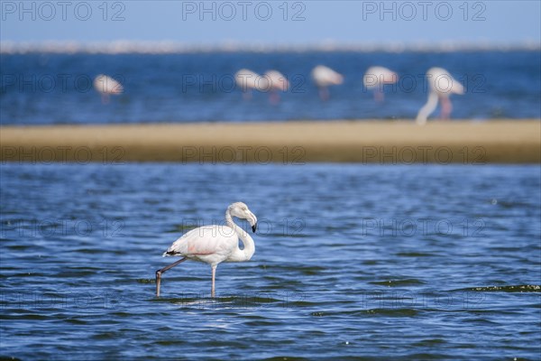 Lesser Flamingos