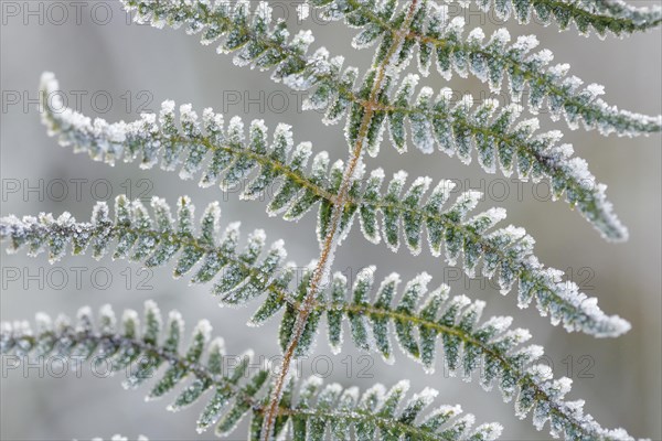 Detail of green fern covered with hoarfrost