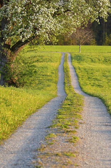 Field path in spring lined with flower meadows and blossoming fruit tree