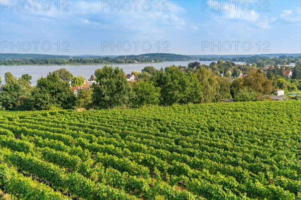 Vineyard at the Lindicke Winery