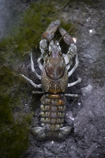 European crayfish