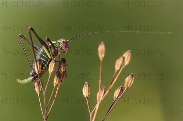 Saddle backed bush cricket