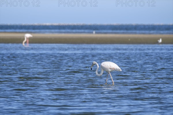 Lesser Flamingo