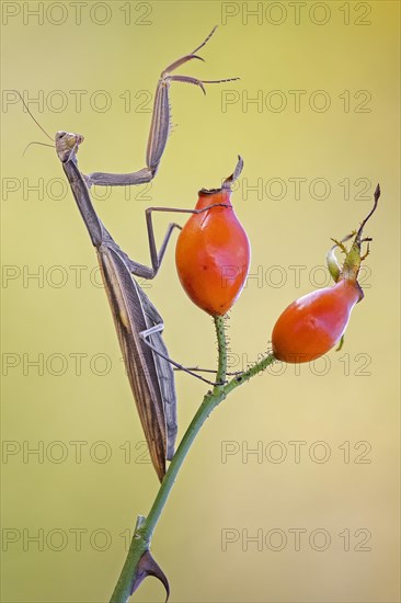 European mantis