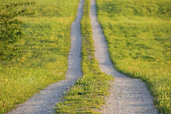 Field path in spring lined with flower meadows