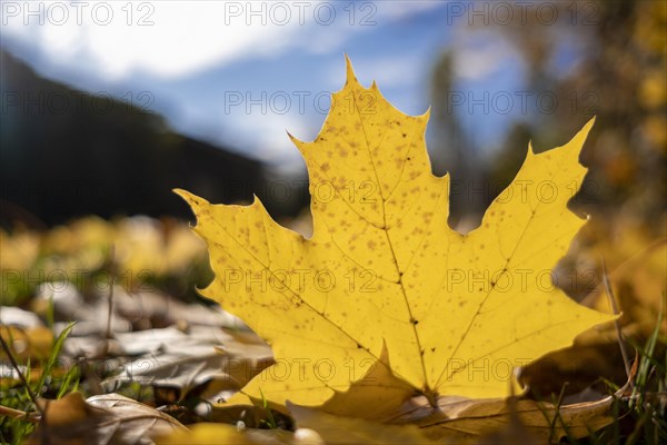 Yellow-coloured maple