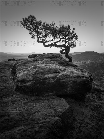 Weathered pine on the Lilienstein in Saxon Switzerland near Dresden on an early morning in front of sunrise