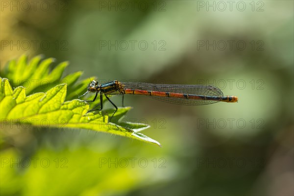 Large red damselfly