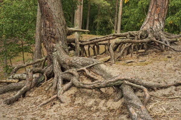 Aerial roots in a pine tree forest
