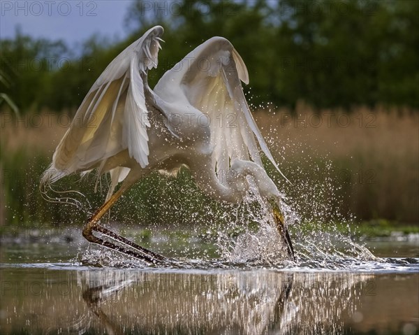 Great egret