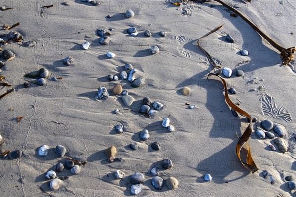 Stones and sea rod