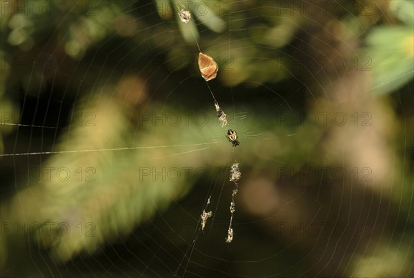 The Cyclosa conica decorates a silk thread of its net with plants