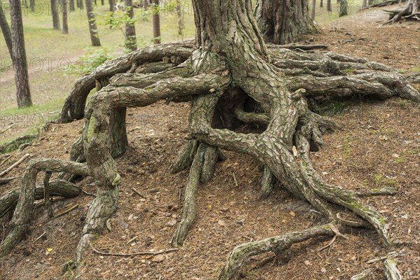 Aerial roots in a pine tree forest