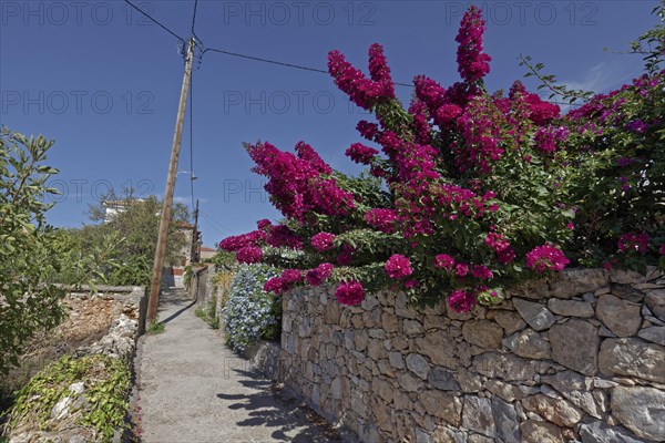 Idyllic footpath in the village