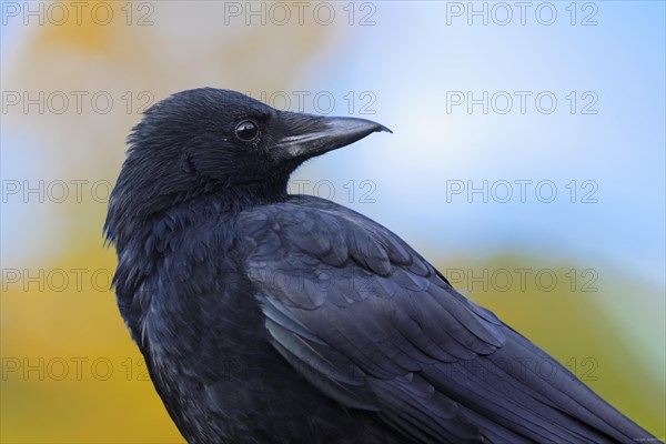 Carrion crow