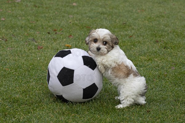 Bolonka Zwetna puppy playing with fabric ball