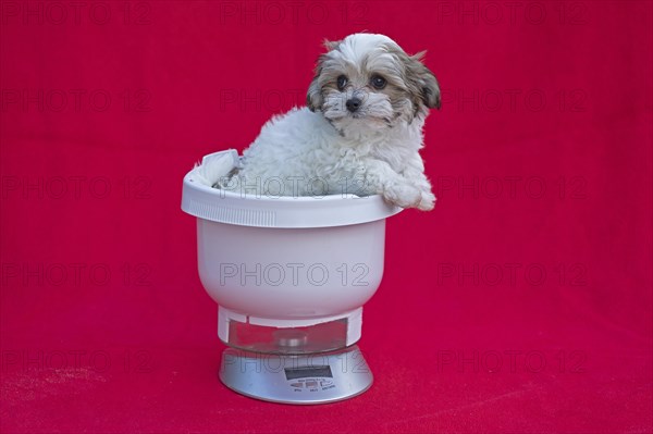 Bolonka Zwetna puppy in a kitchen scale