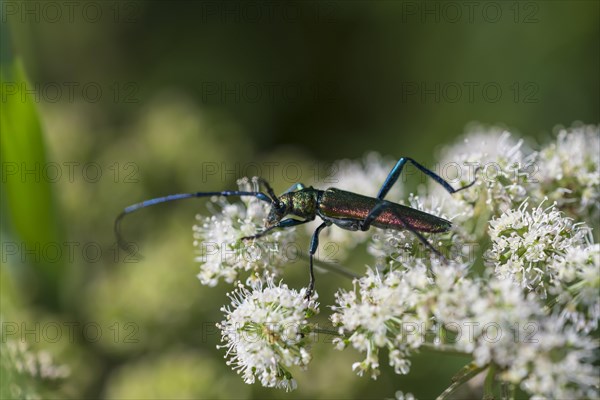 Longhorn beetle