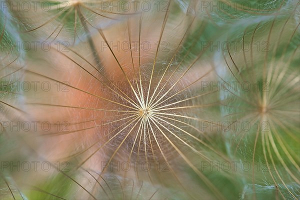 Pappus of the large western salsify