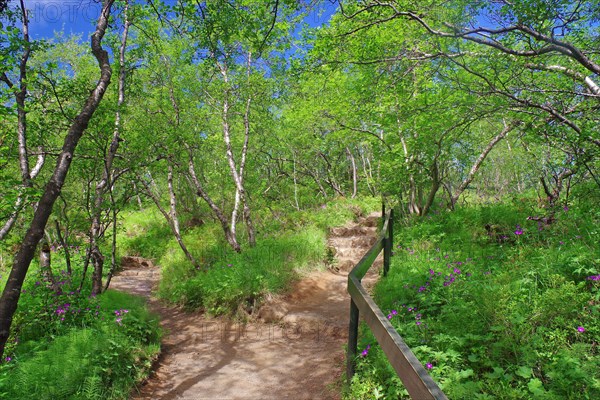 Narrow hiking trail leads through low birch forest