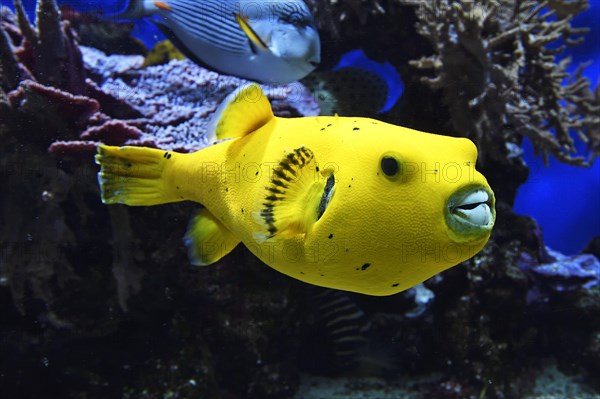 Blackspotted puffer