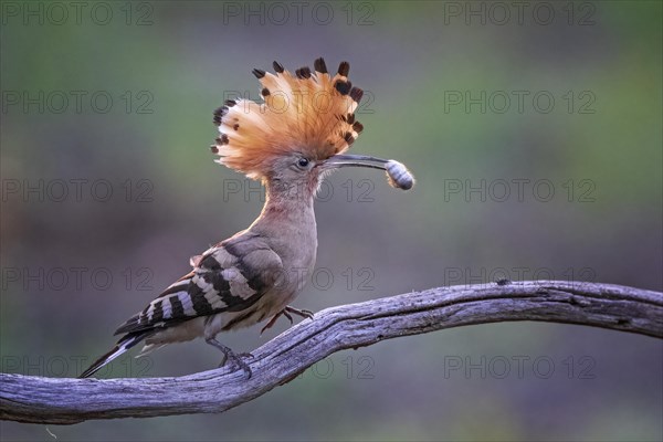 Hoopoe