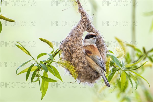 Eurasian penduline tit