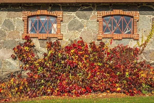 Virginia Creeper