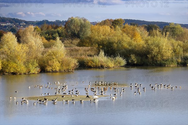 Various water birds in bird sanctuary