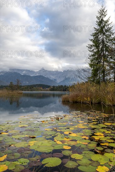 Water lilies