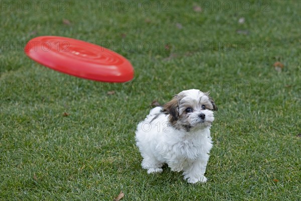 Bolonka Zwetna puppy looking at flying Frisbee