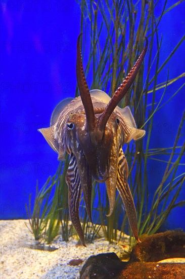 Common cuttlefish