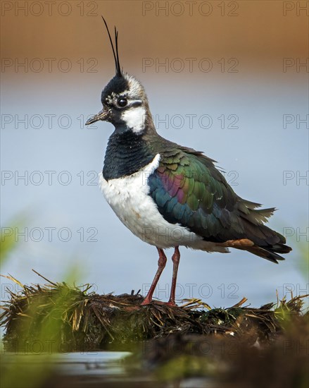 Northern lapwing