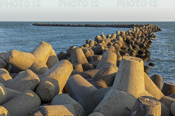 Tetrapods