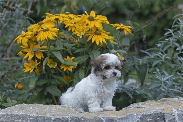 Bolonka Zwetna puppy