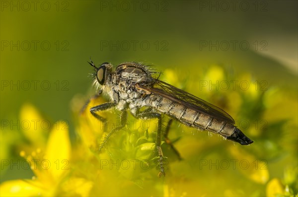 Robber fly