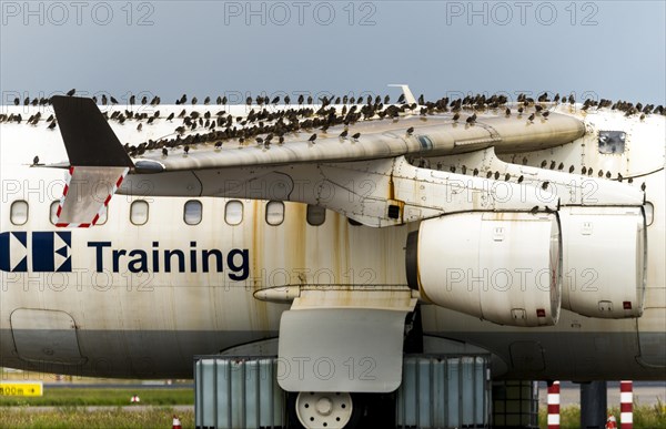 A flock of starlings pauses on a plane
