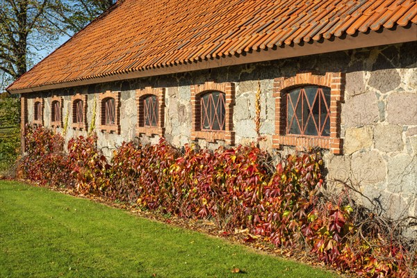 Virginia Creeper