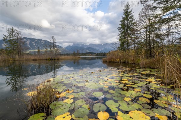 Water lilies