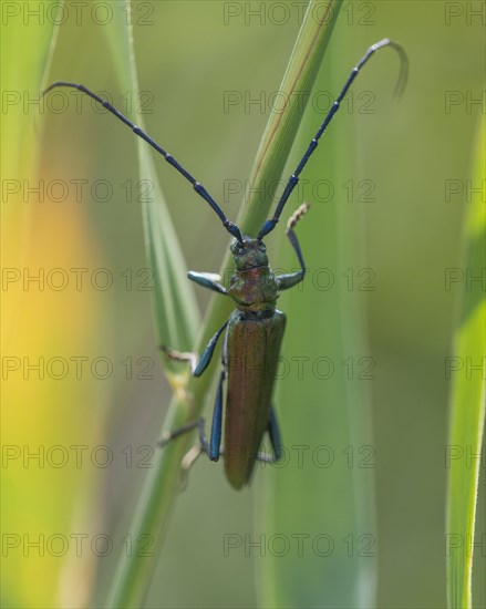 Longhorn beetle