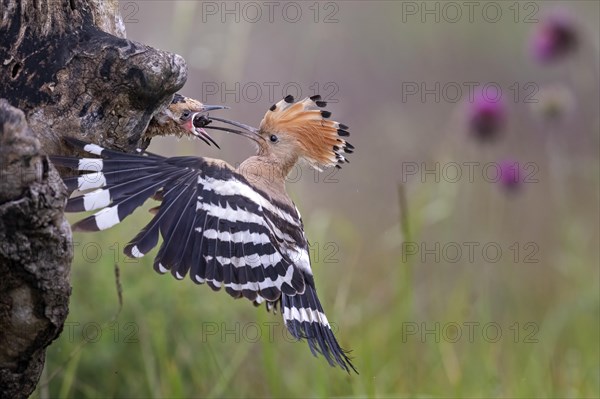 Hoopoe