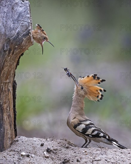 Hoopoe