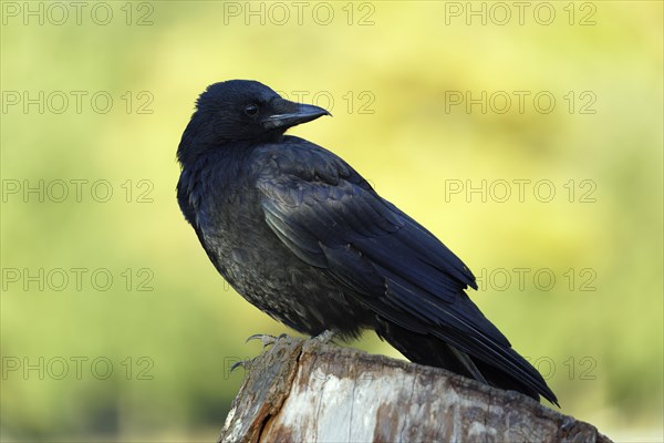 Carrion crow