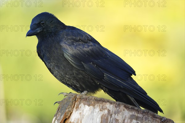 Carrion crow