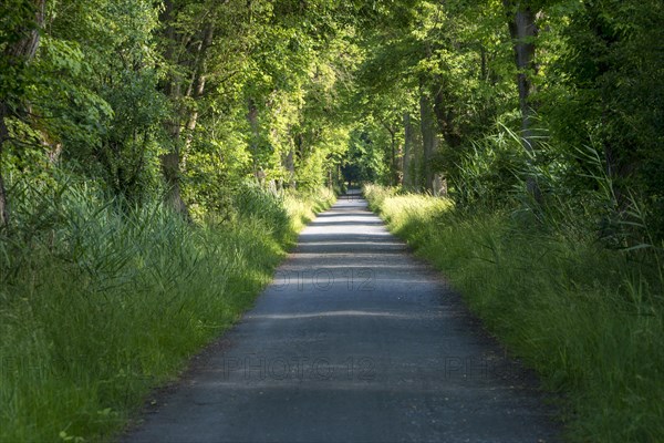 Avenue in the Moenchbruch nature reserve