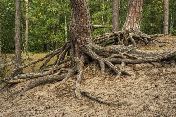 Aerial roots in a pine tree forest