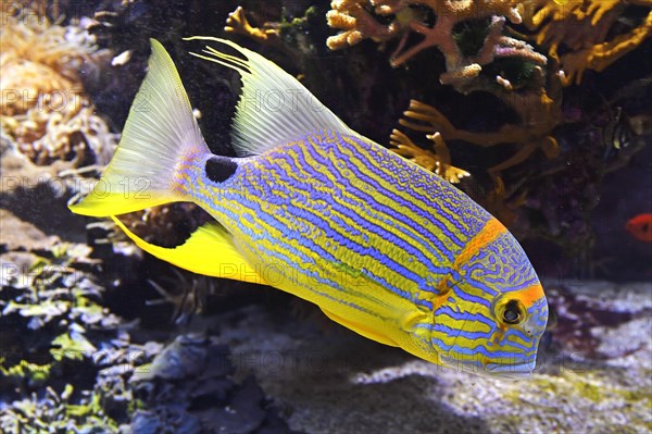 Sailfin snapper