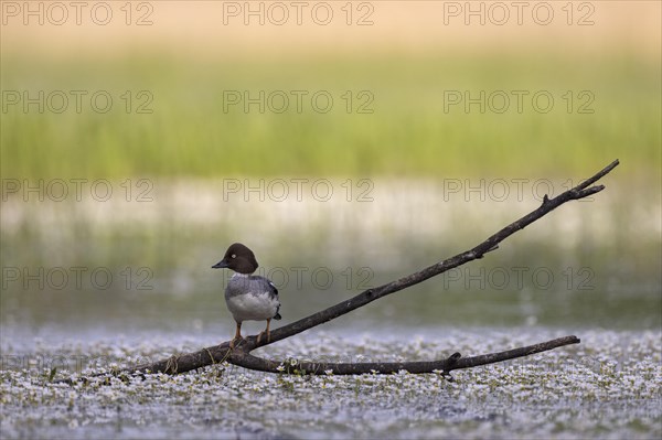 Common Goldeneye