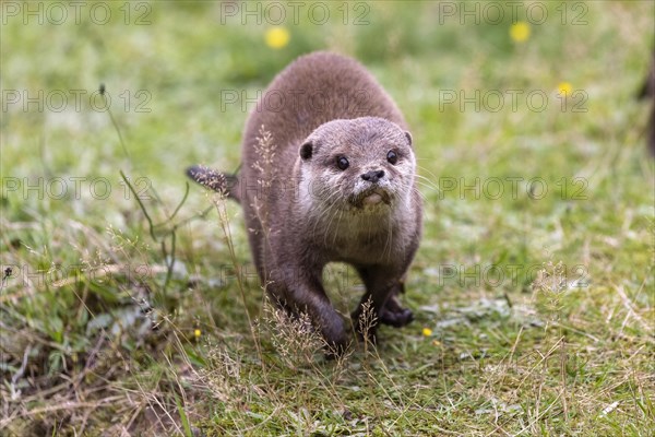 Oriental small clawed otter