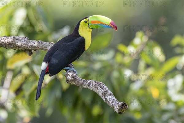 Fishing toucan also called Keel billed Toucan